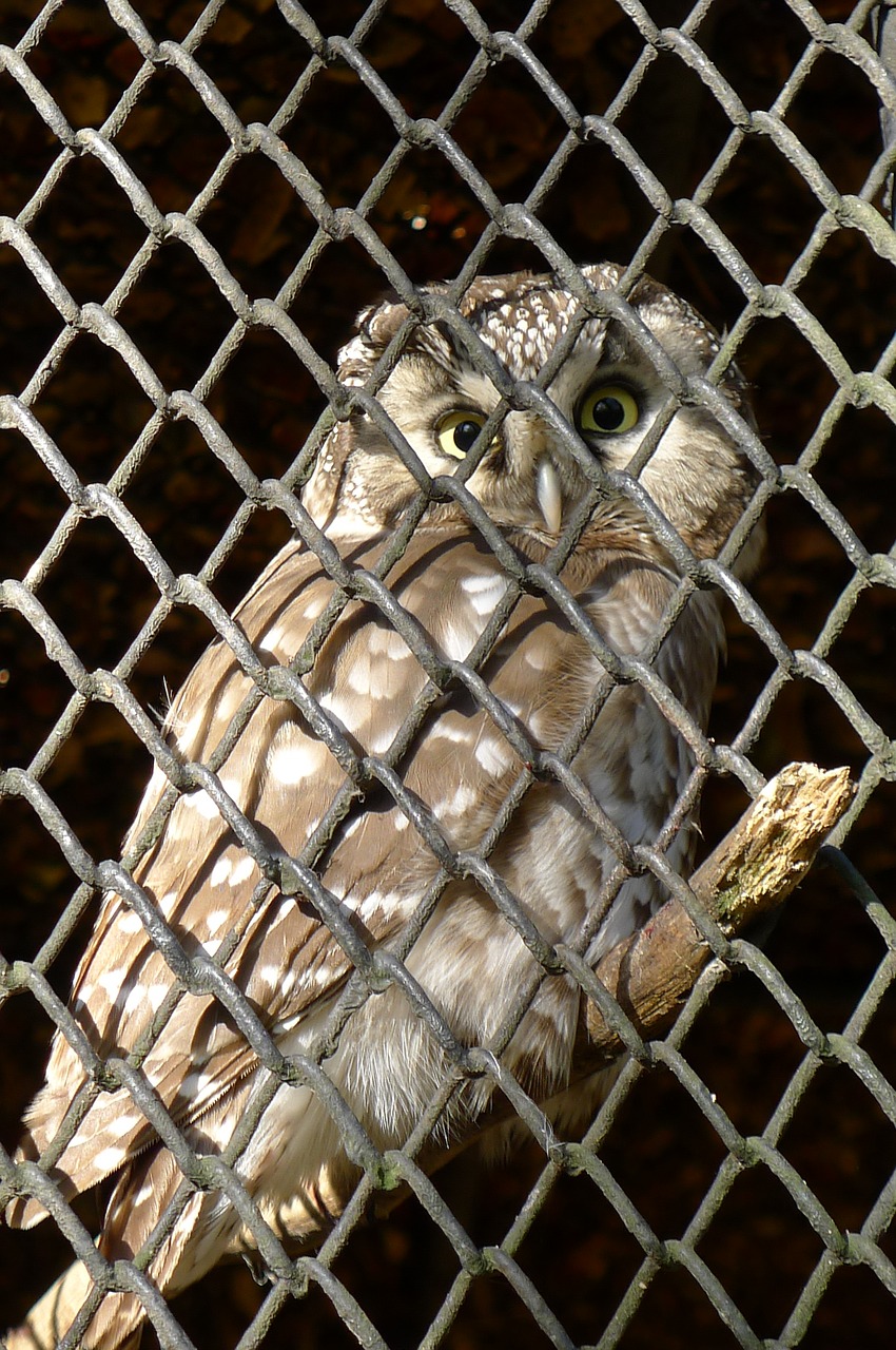 owl bird cage free photo