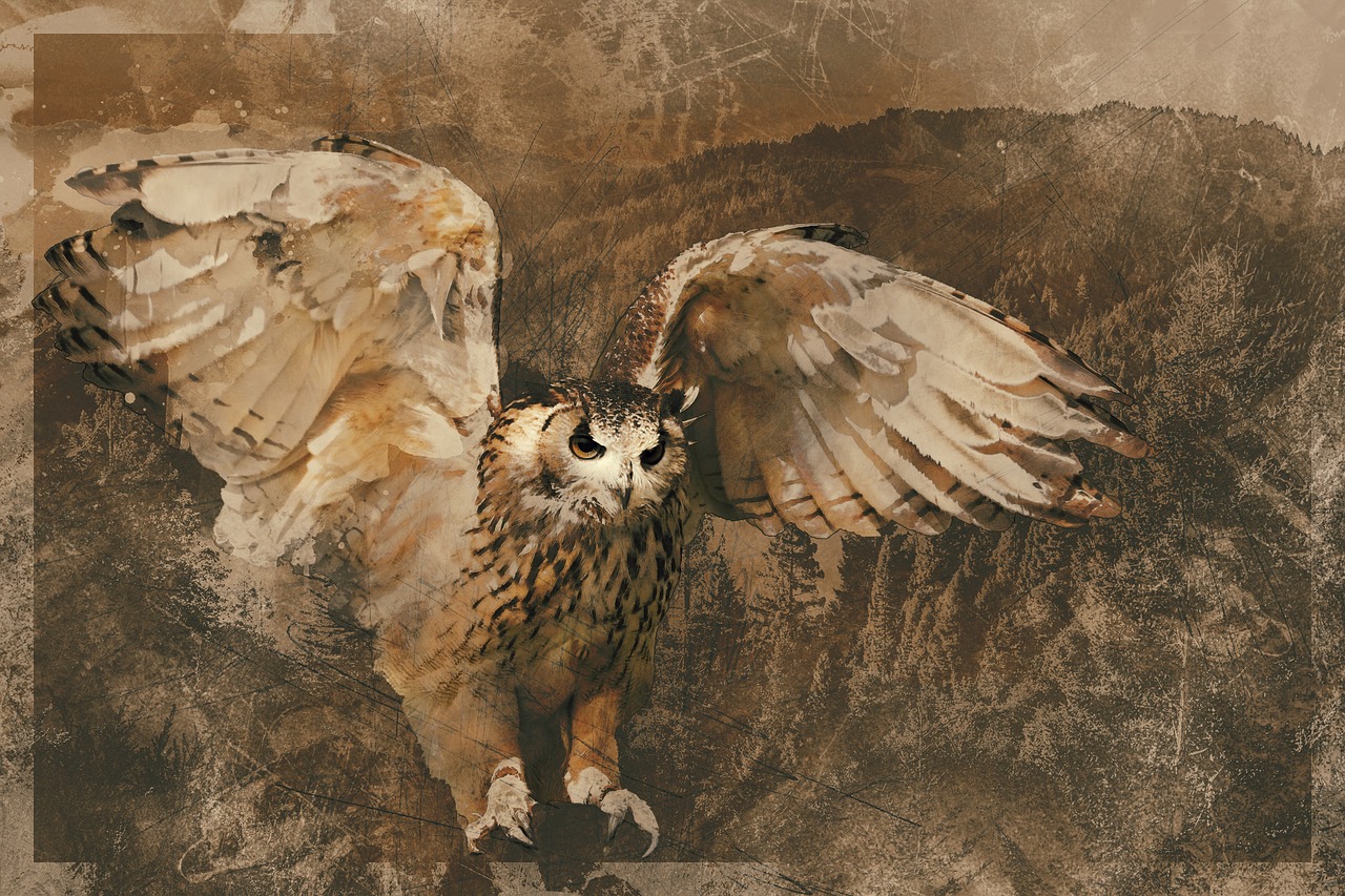 owl wildlife bird free photo
