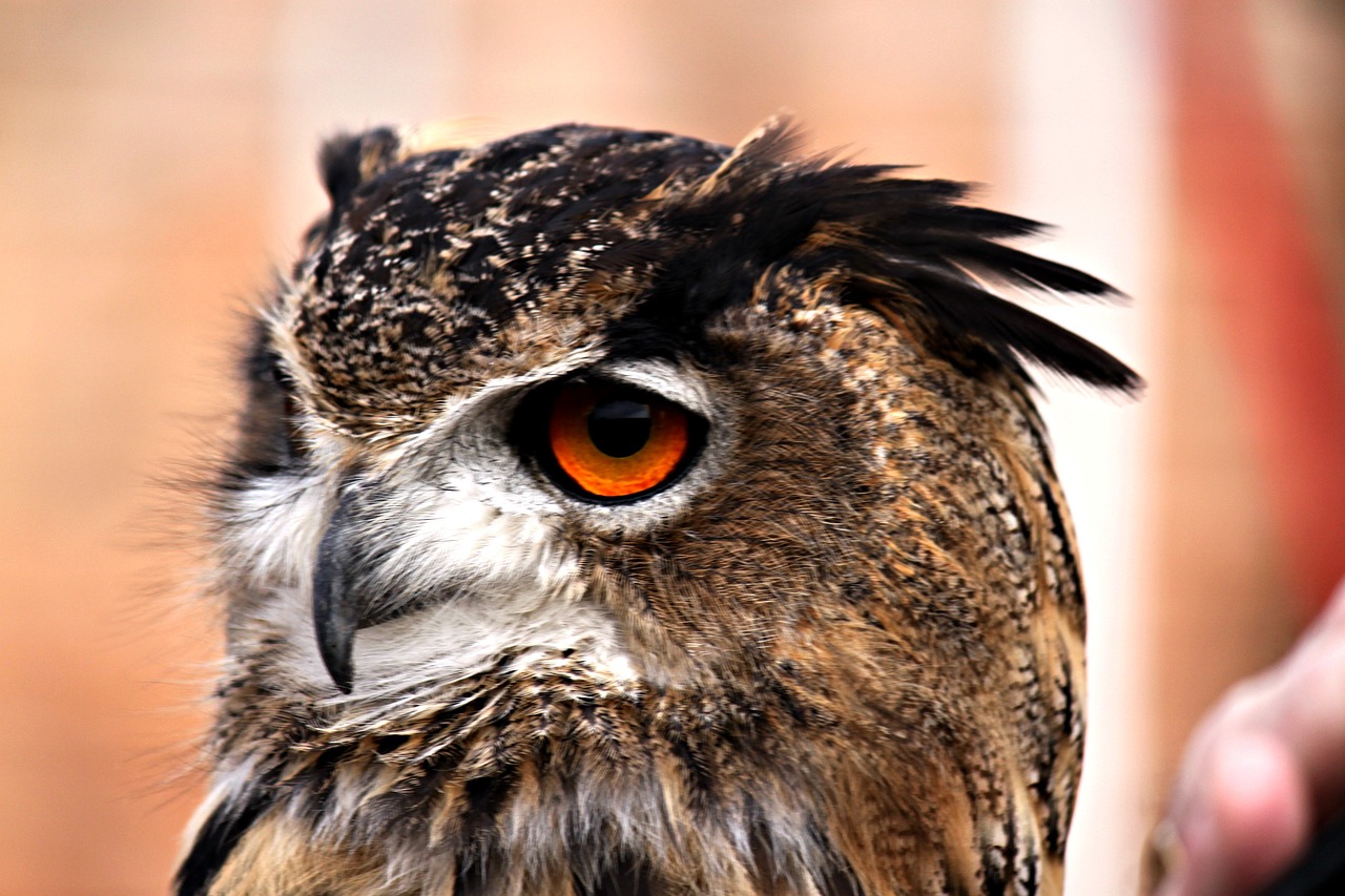 owl feather bird free photo