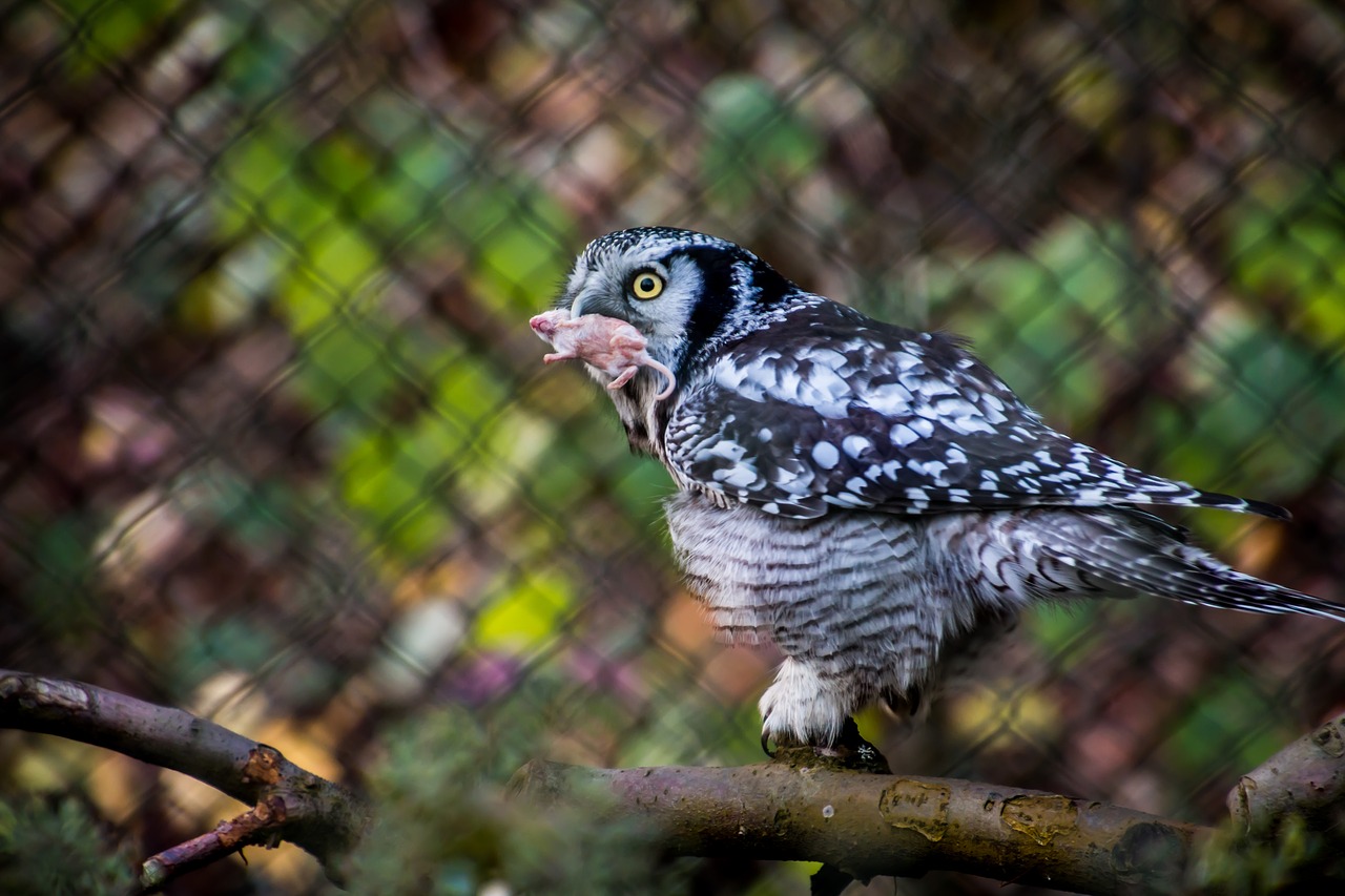 owl eat hunt free photo
