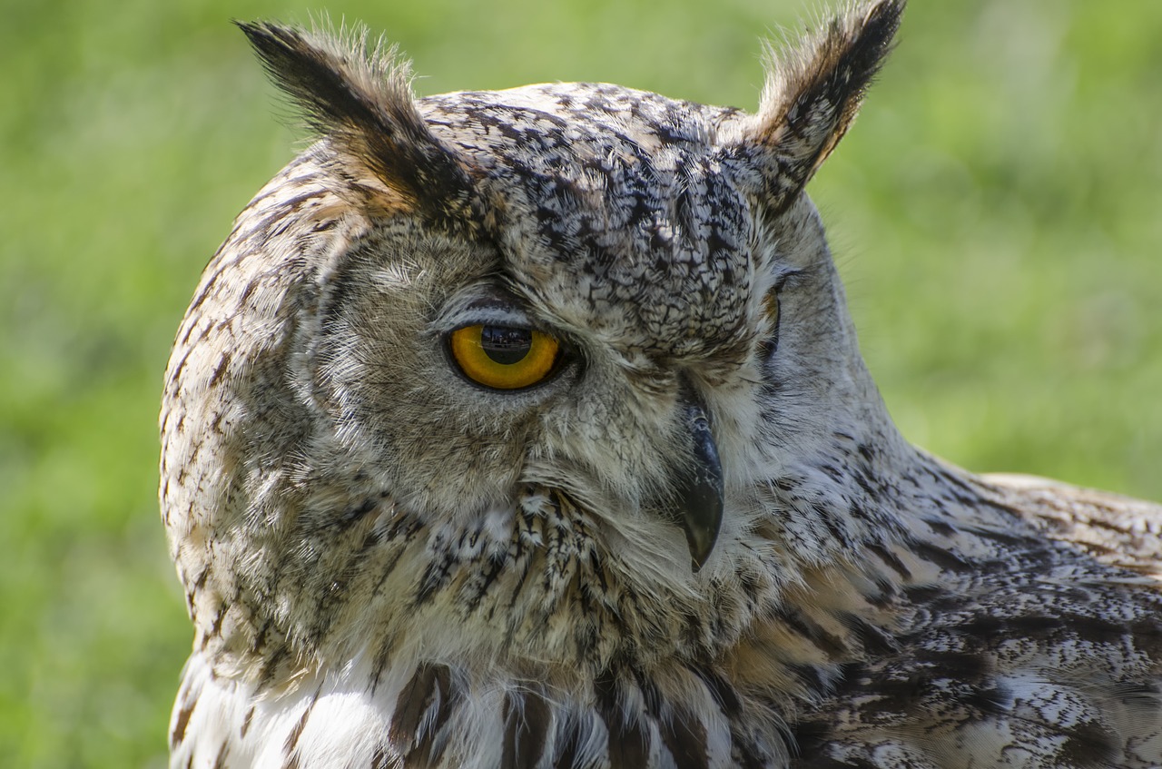 owl animal animal portrait free photo