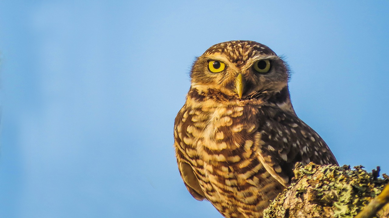 owl bird nature free photo