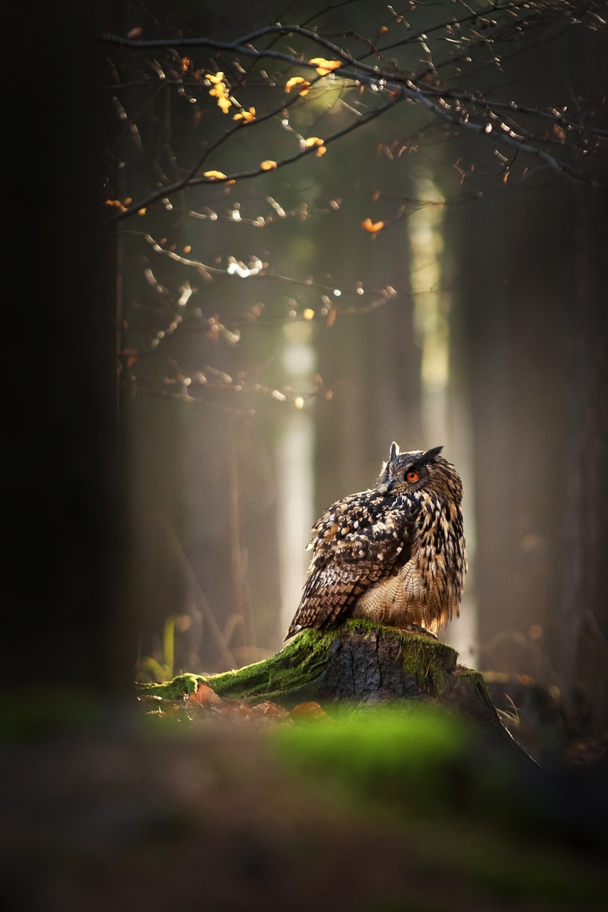 owl bird forest free photo