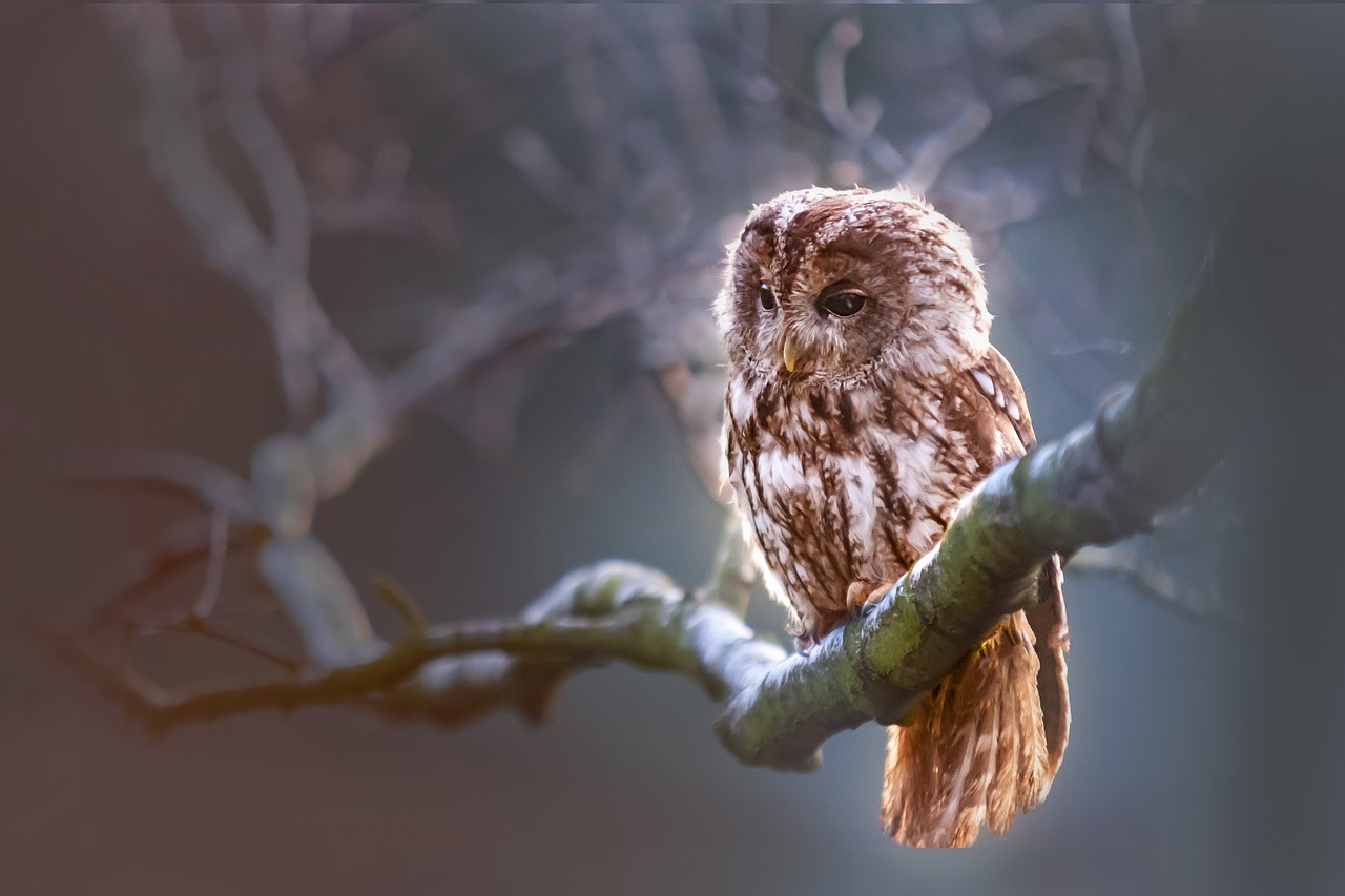 owl bird predator free photo