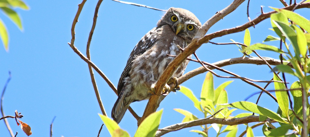 owl tree predator free photo