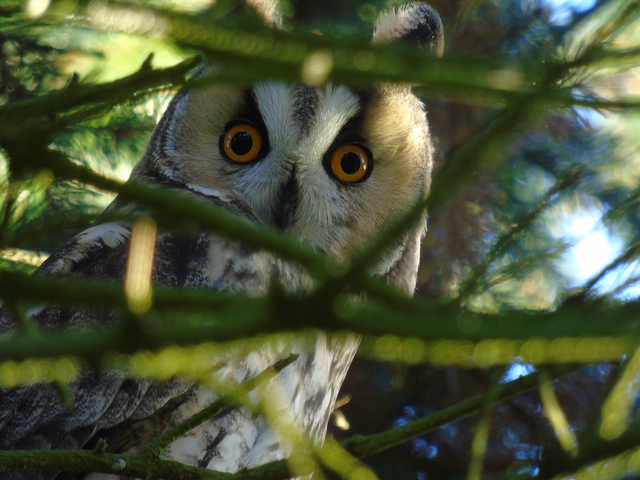 owl long eared owl forest free photo