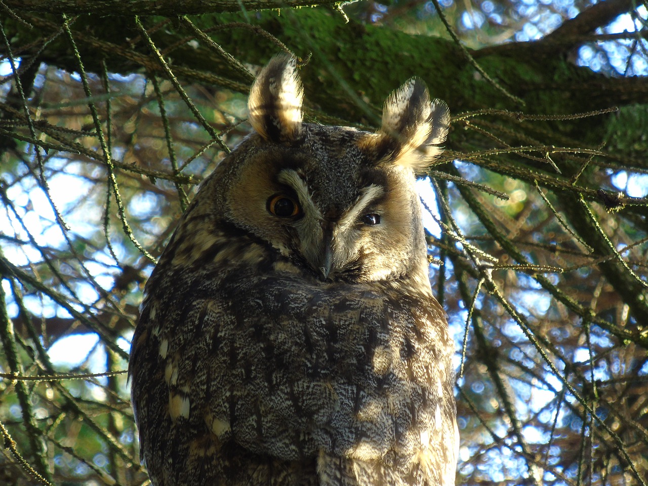 owl eagle owl bubo bubo free photo