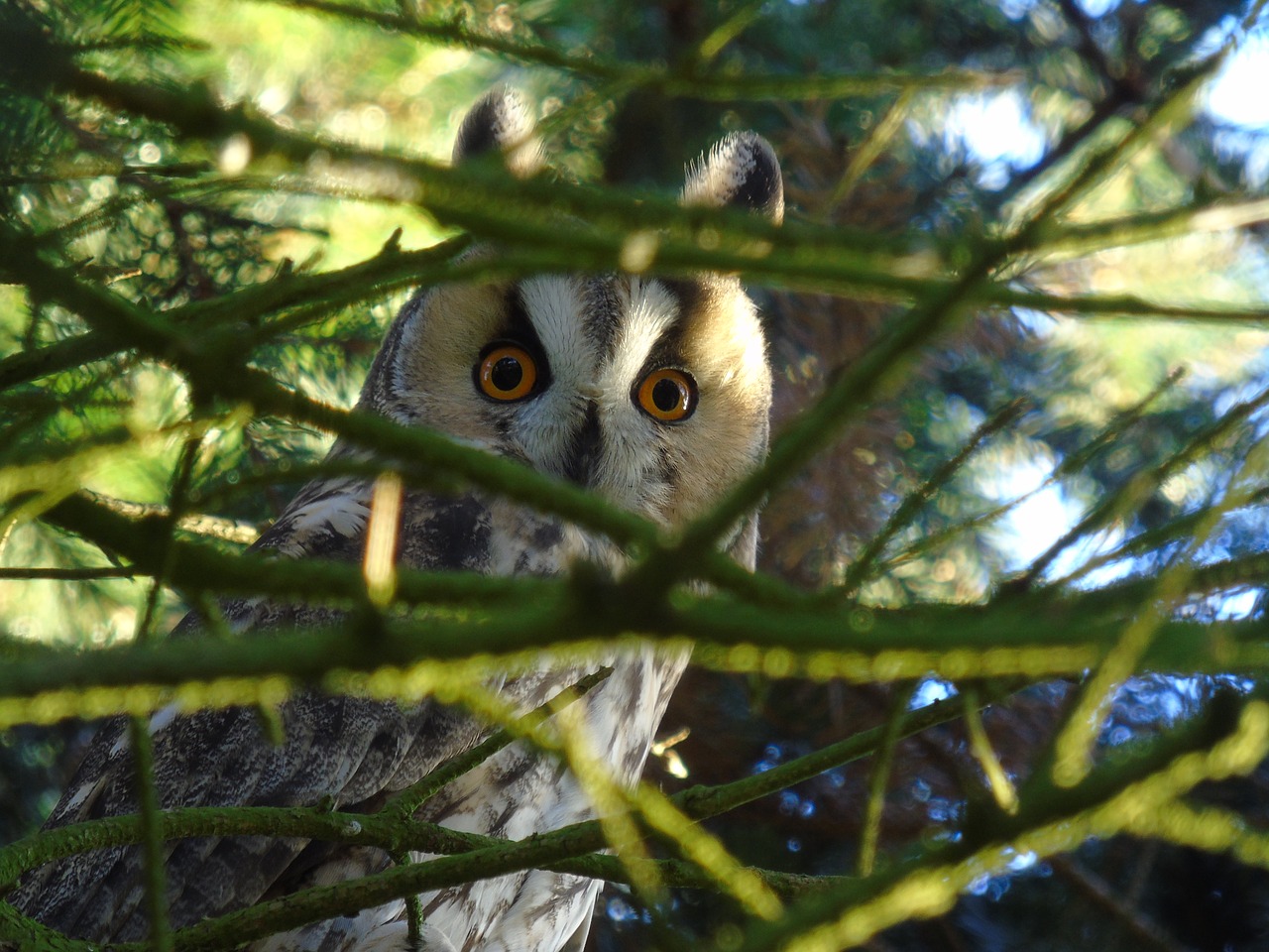 owl long eared owl forest free photo