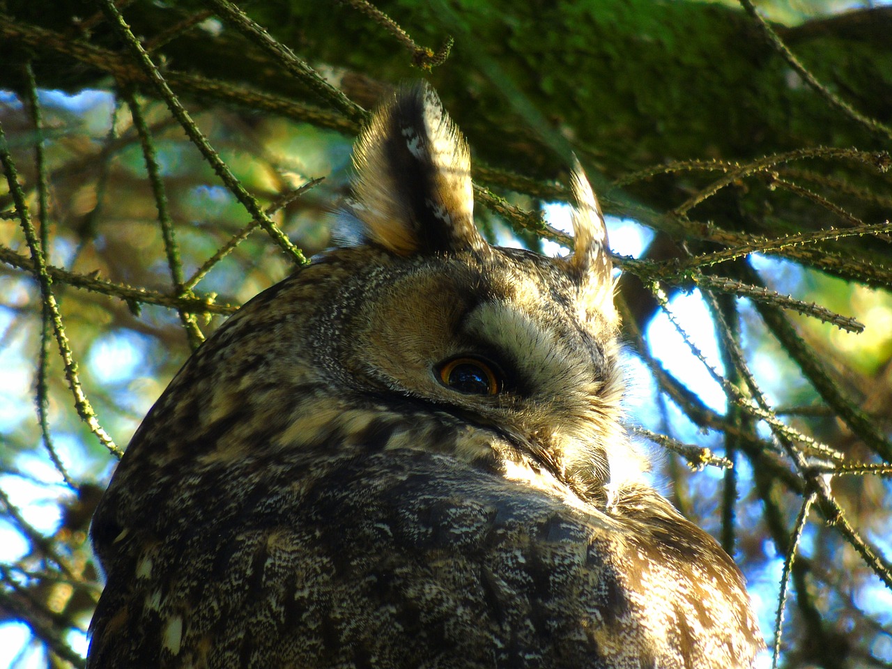 owl eagle owl bubo bubo free photo