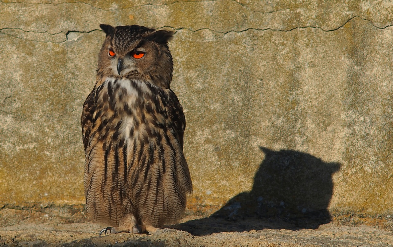 owl grand duke nature free photo