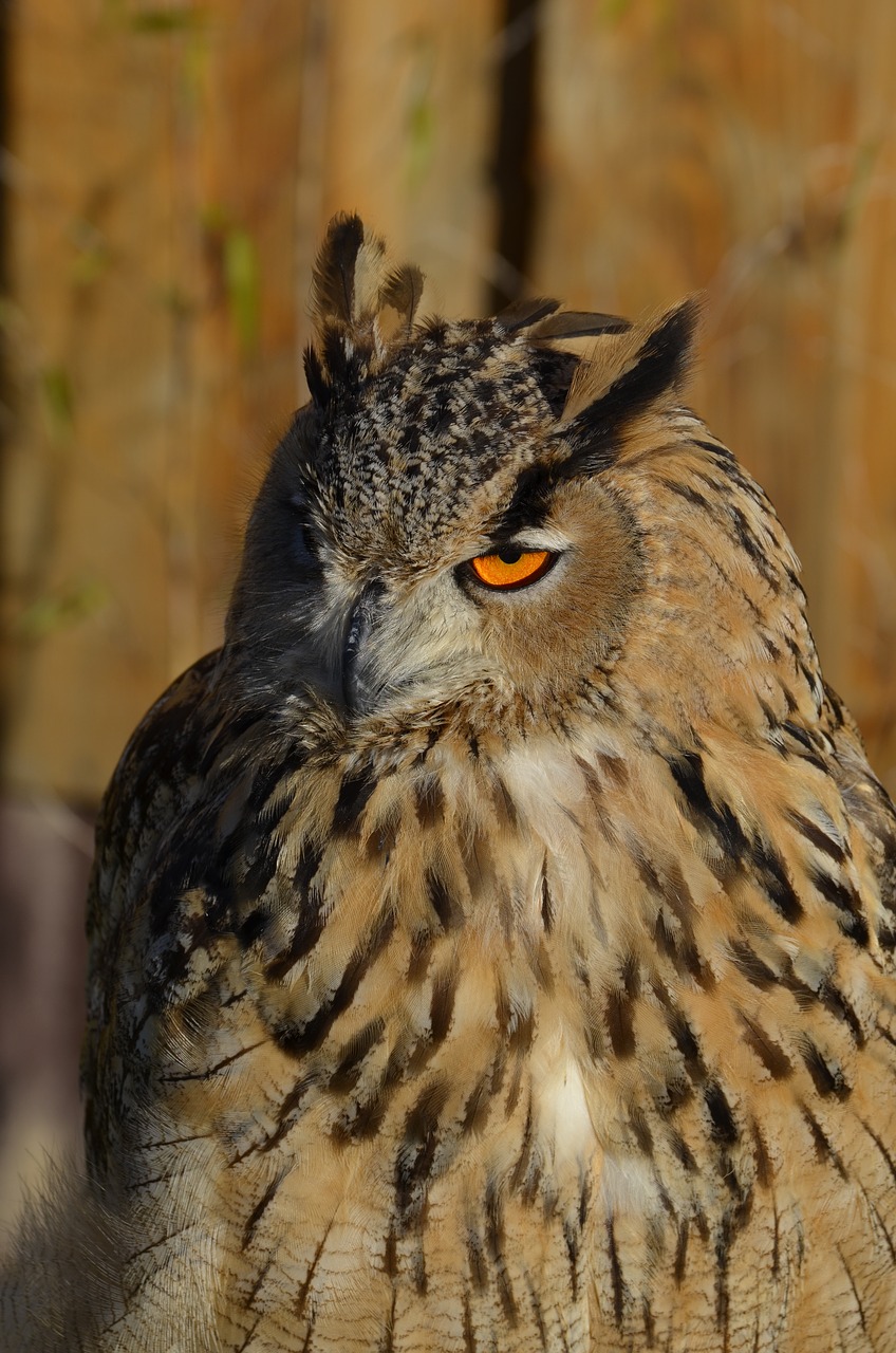 owl snowy owl bird free photo