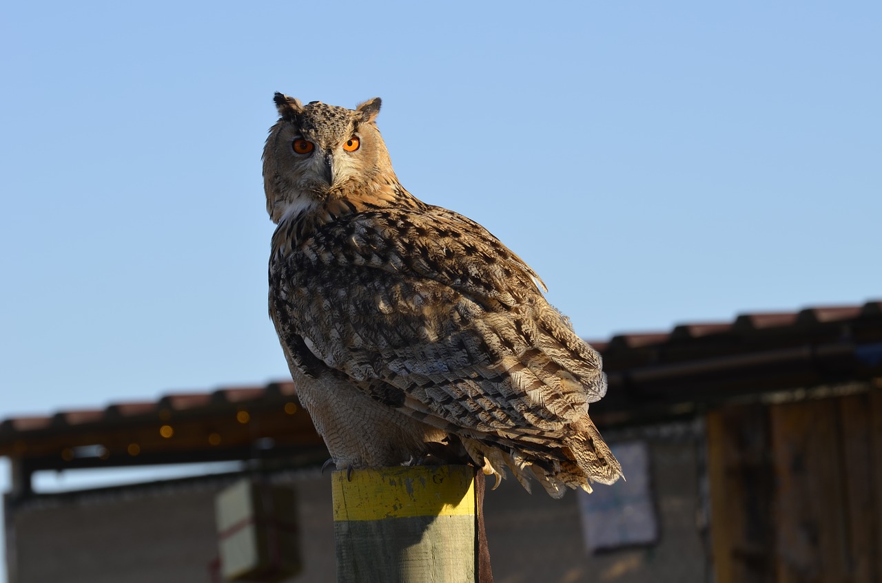 owl eagle owl feather free photo