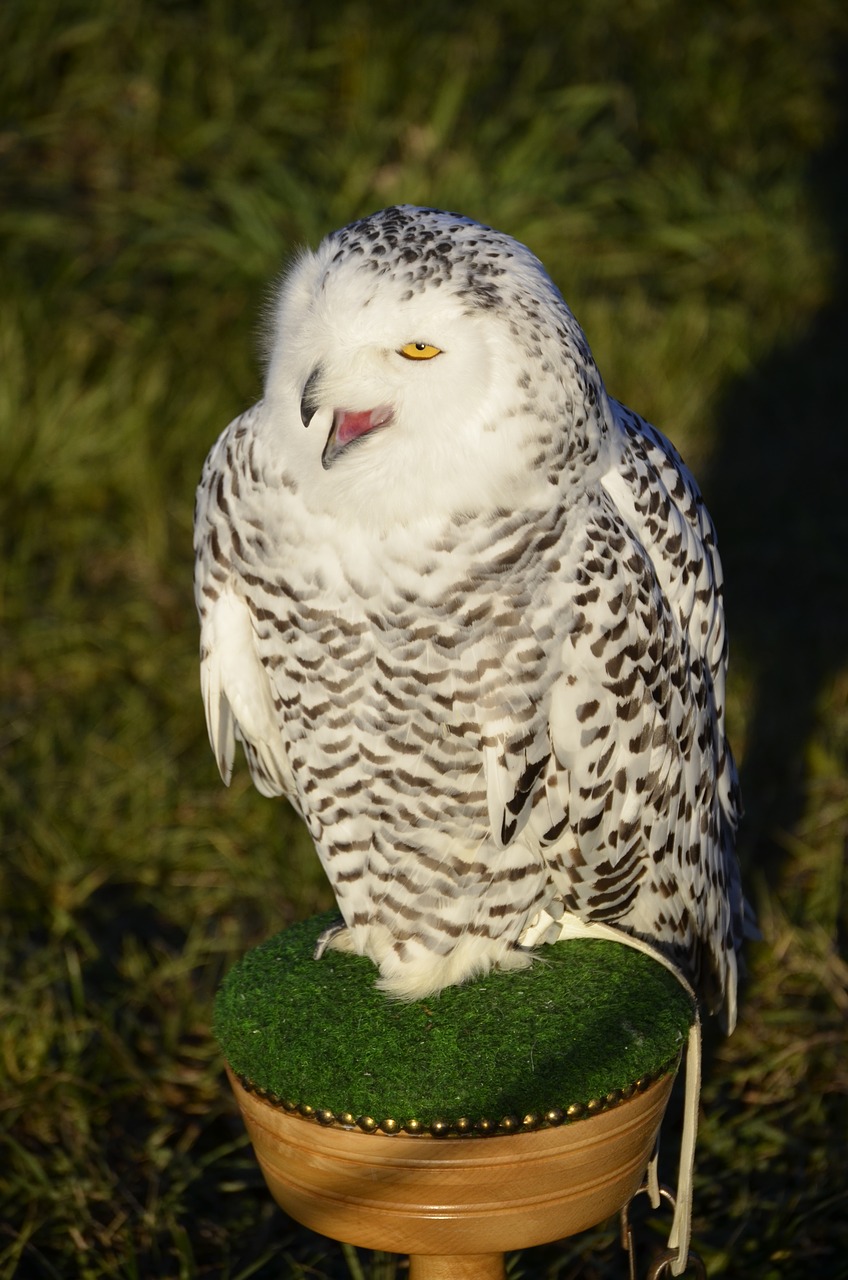 owl eagle owl feather free photo