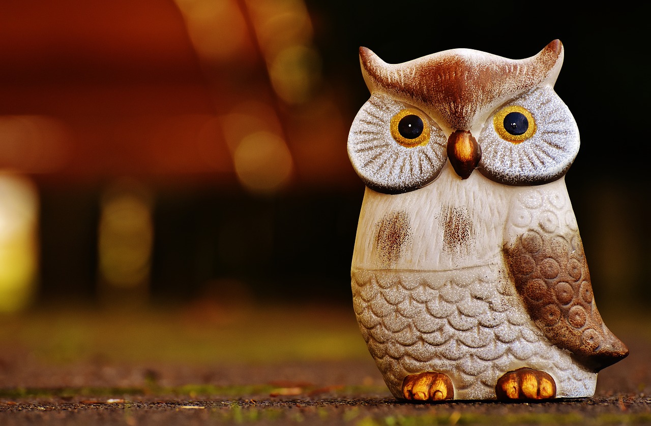 owl bird funny free photo