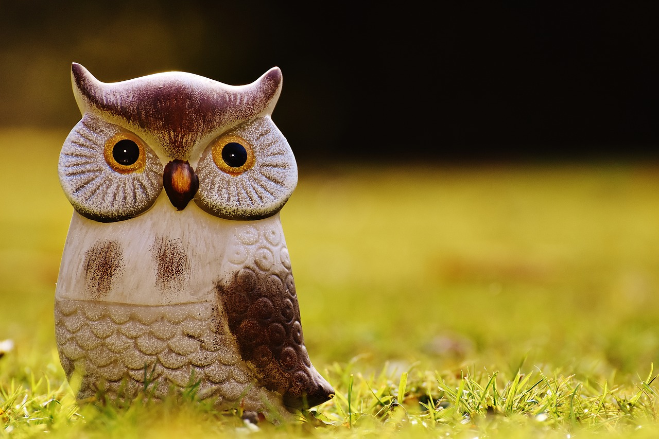 owl bird funny free photo