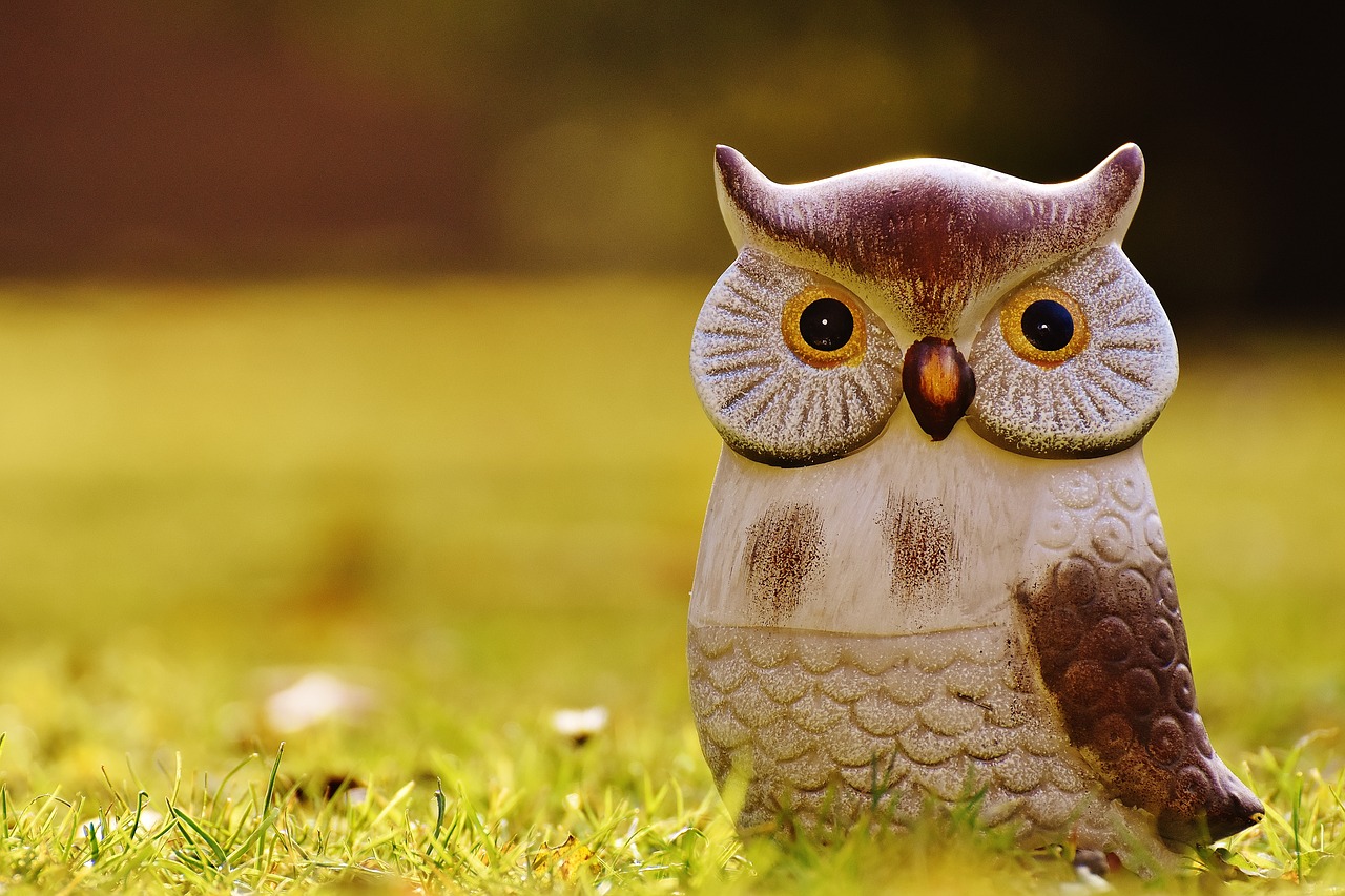 owl bird funny free photo