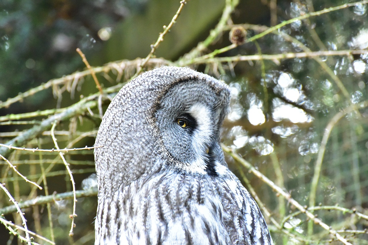 owl snowy owl bird free photo