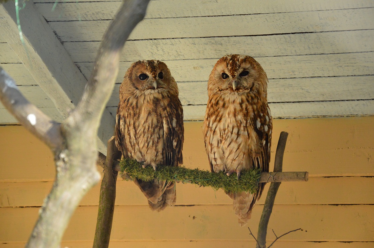 owl tawny owl owls free photo