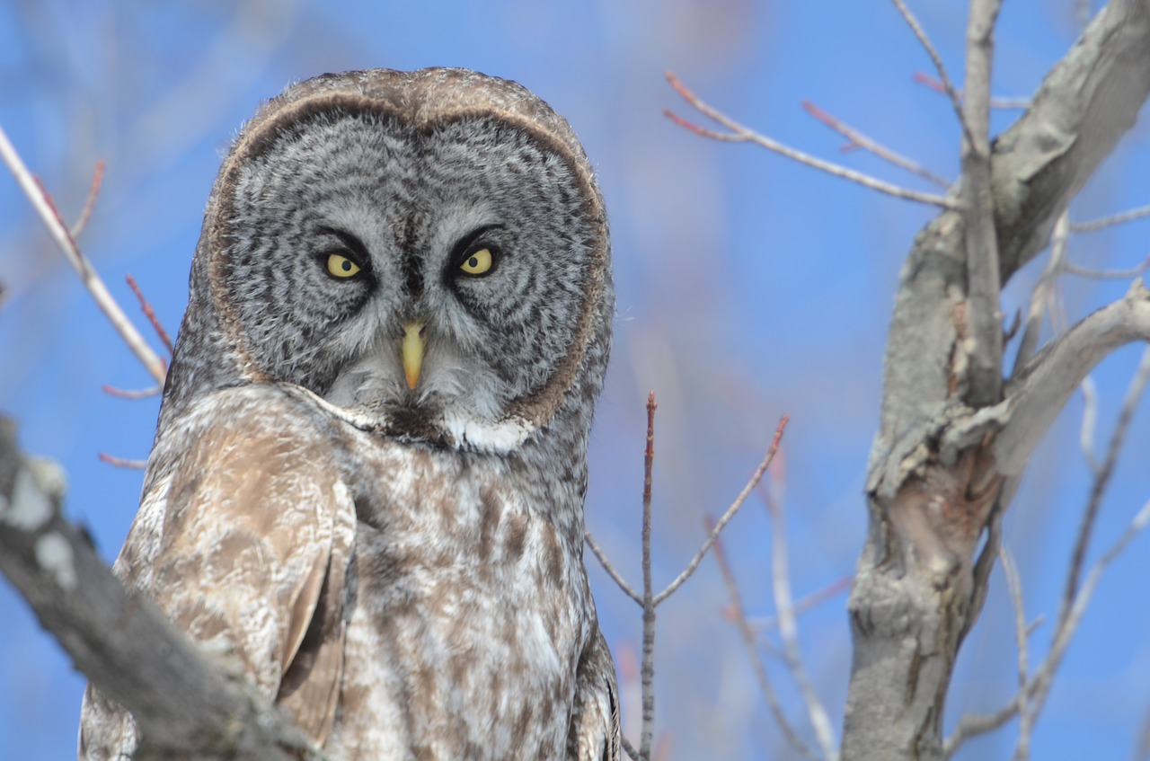owl bird canada free photo