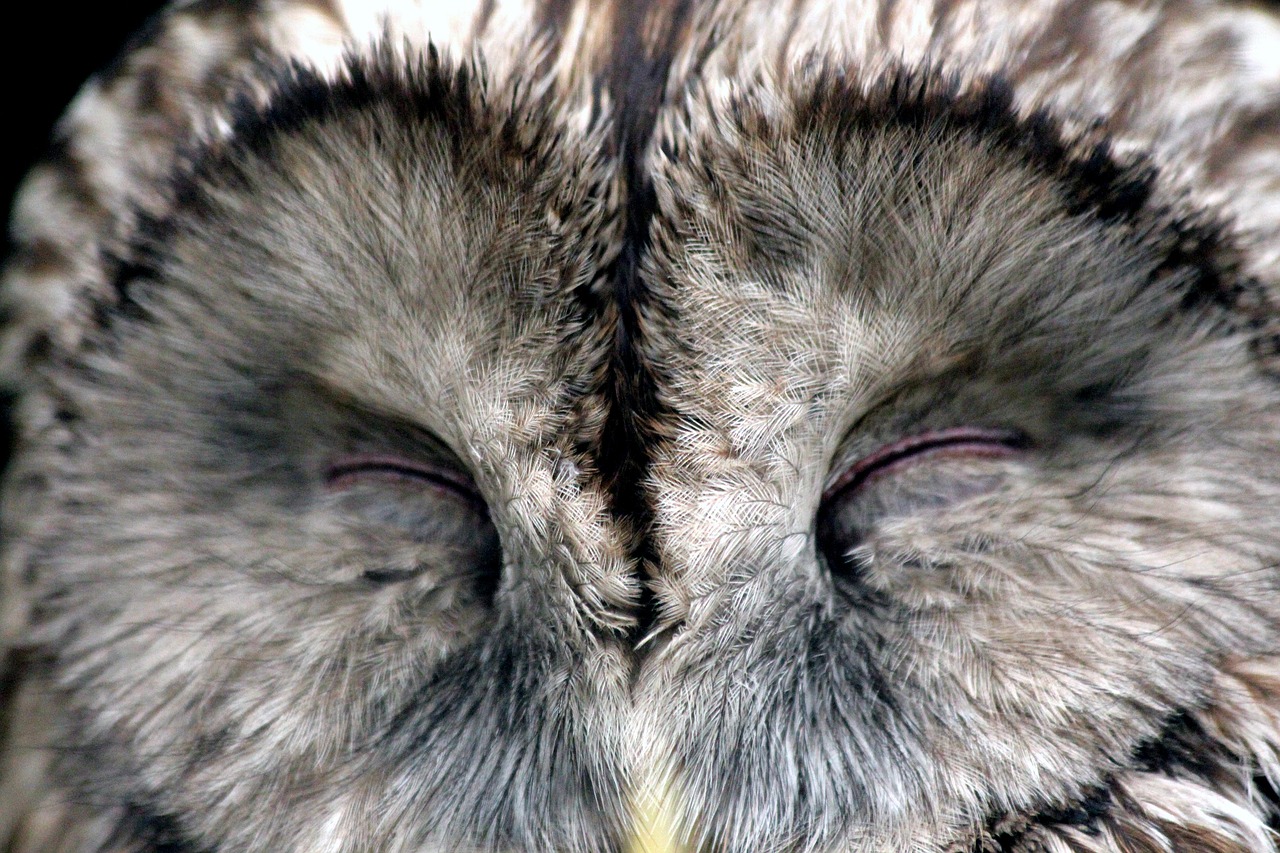 owl bird sleeps free photo