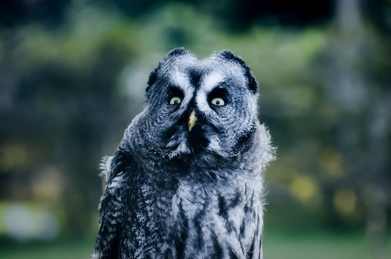 owl bird wildlife free photo