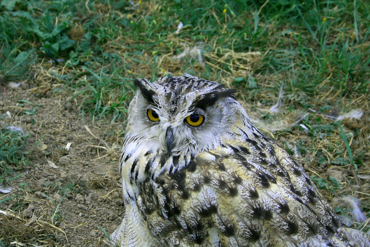 owl bird wisdom free photo