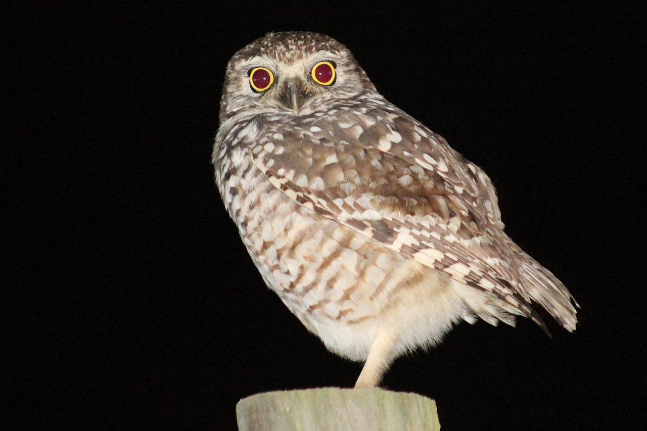 owl bird perched free photo