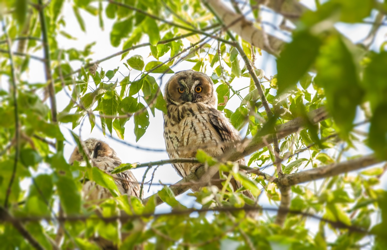 owl tree bird free photo