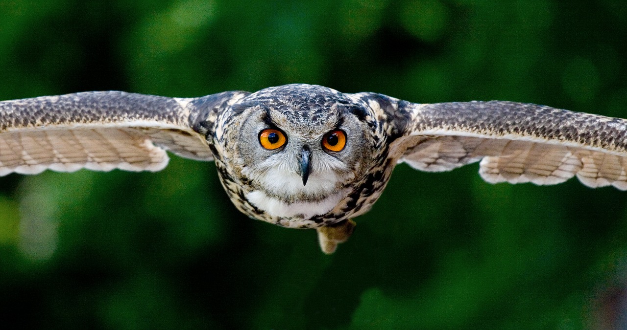 owl approach raptor free photo