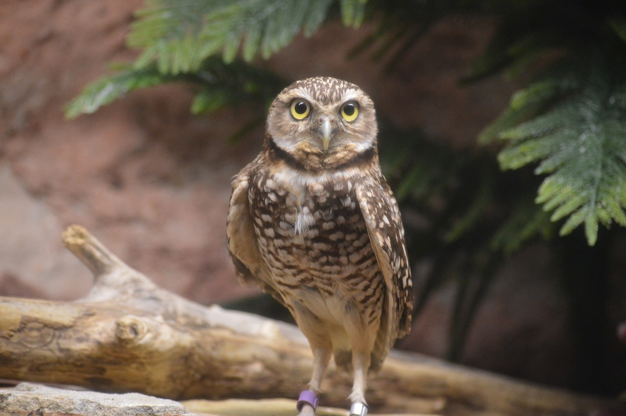 owl speckled wings free photo