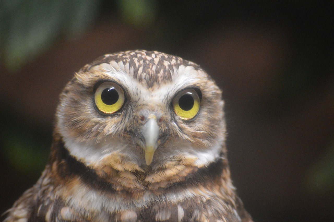 owl head eyes free photo