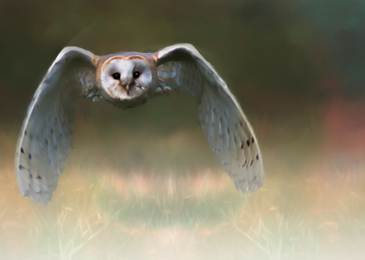 owl bird animal free photo