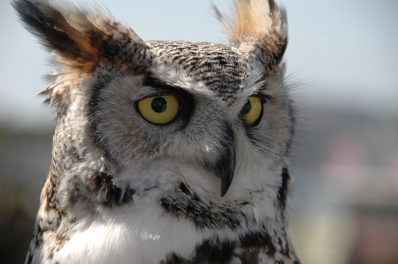 owl bird feathers free photo