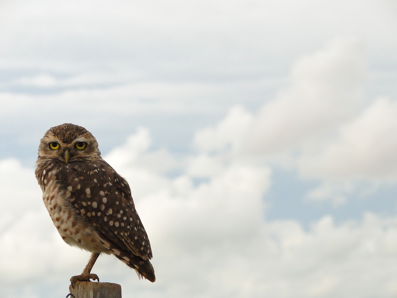 owl bird free pictures free photo