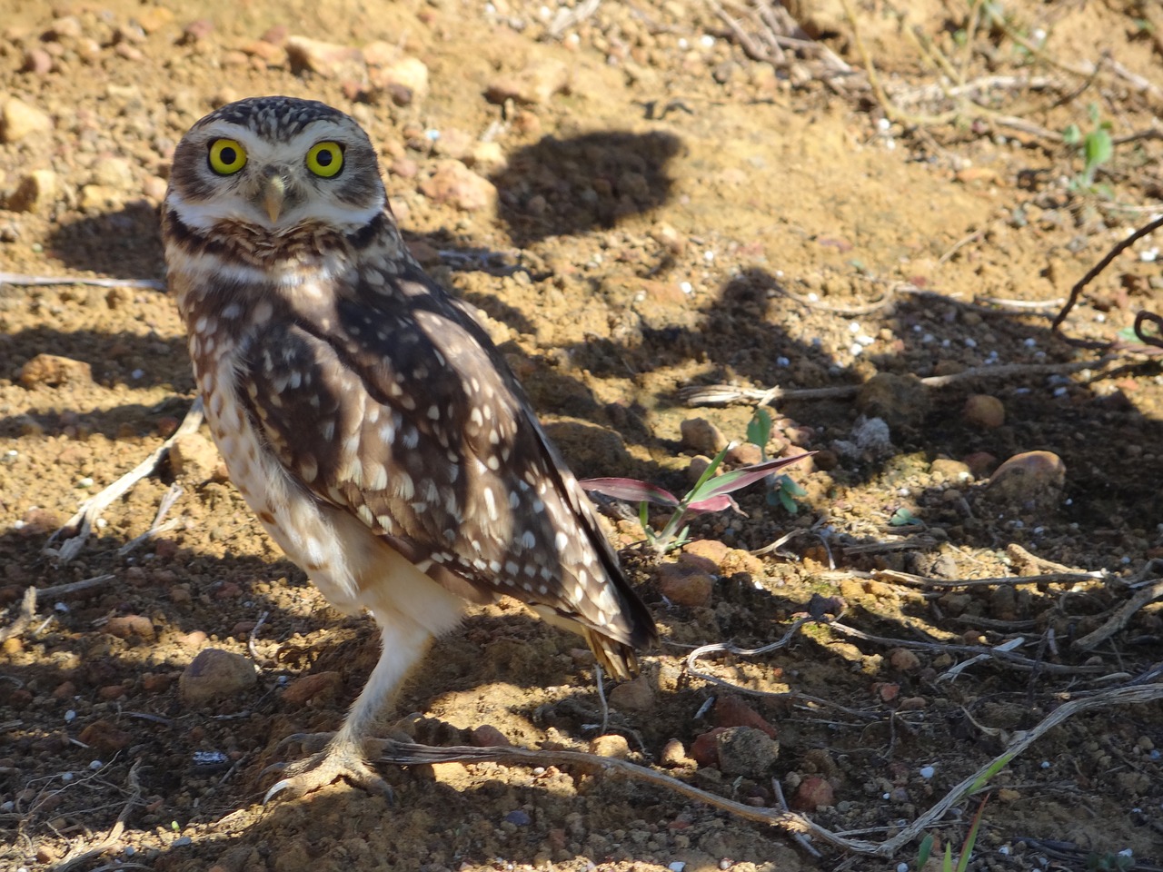 owl bird free pictures free photo