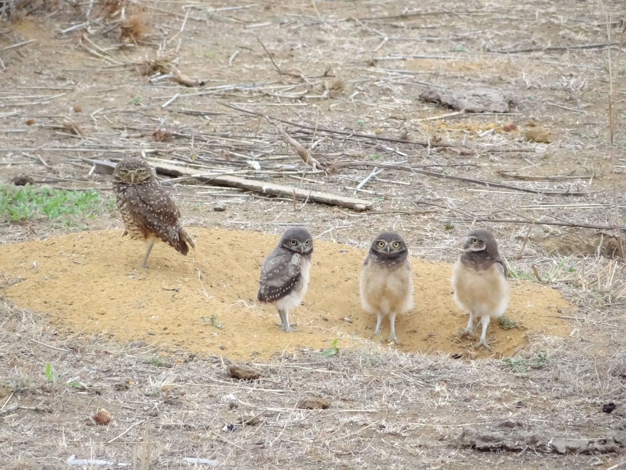 owl bird chick free pictures free photo