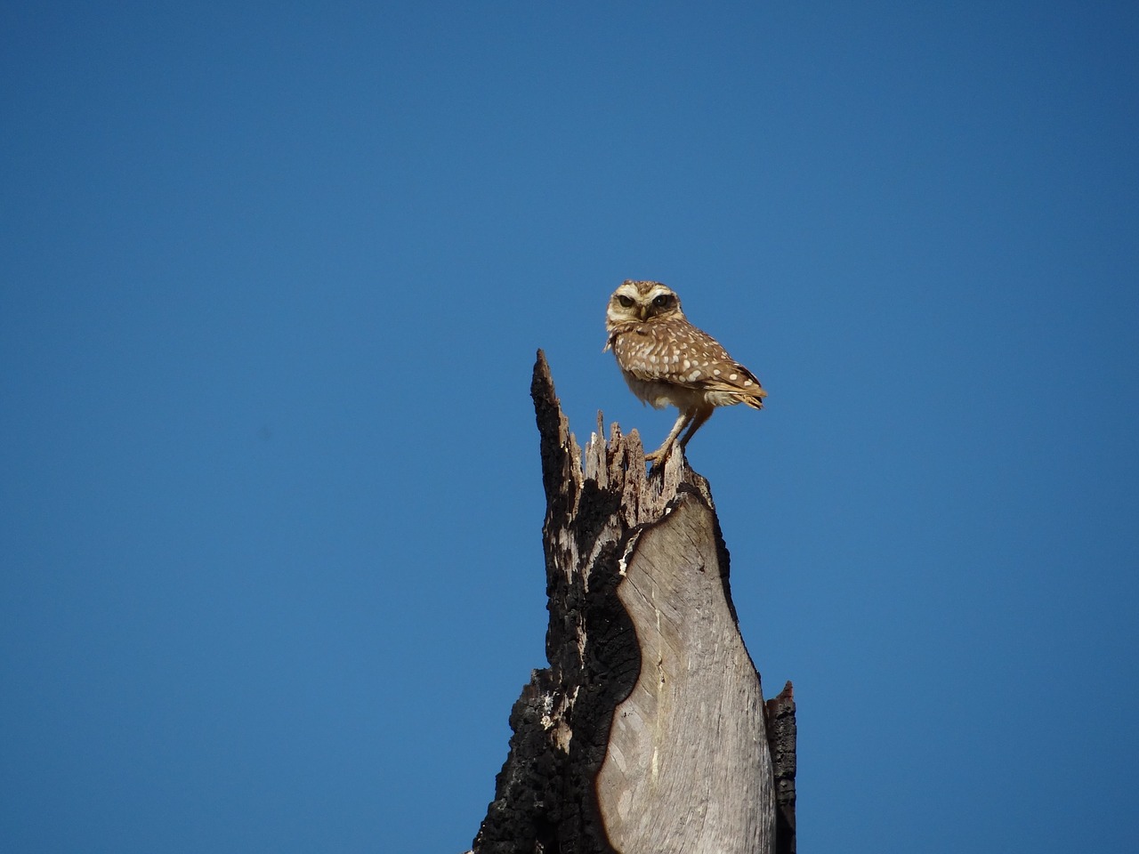 owl bird blue sky free photo