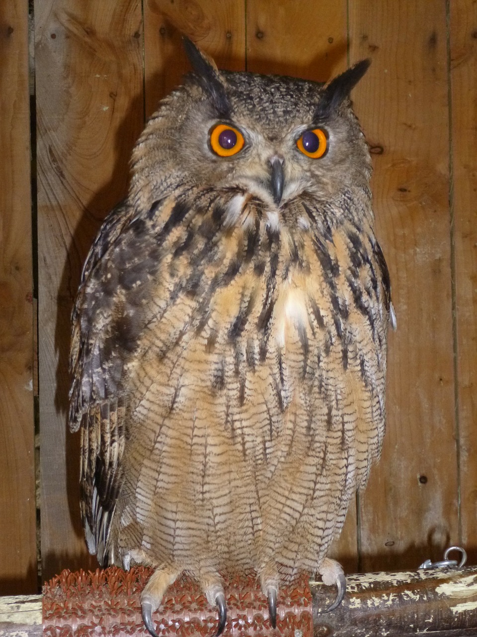 owl bird owls free photo