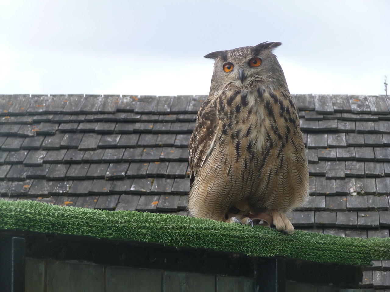 owl bird prey free photo