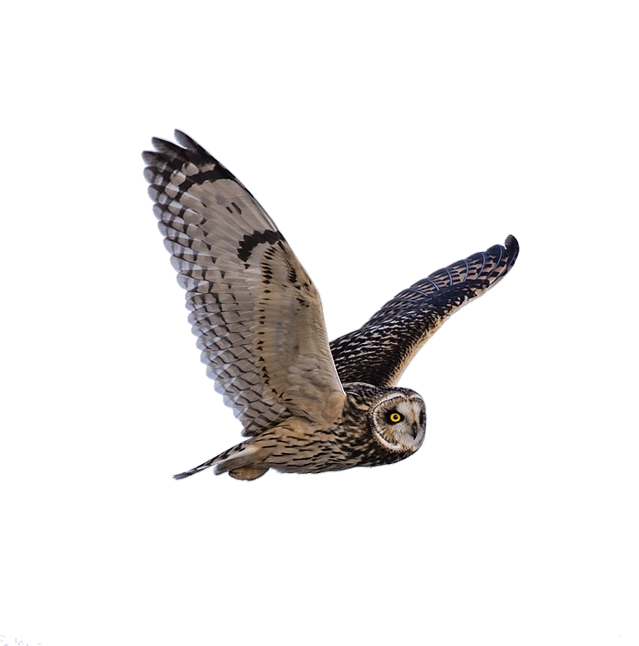 owl predator flying free photo