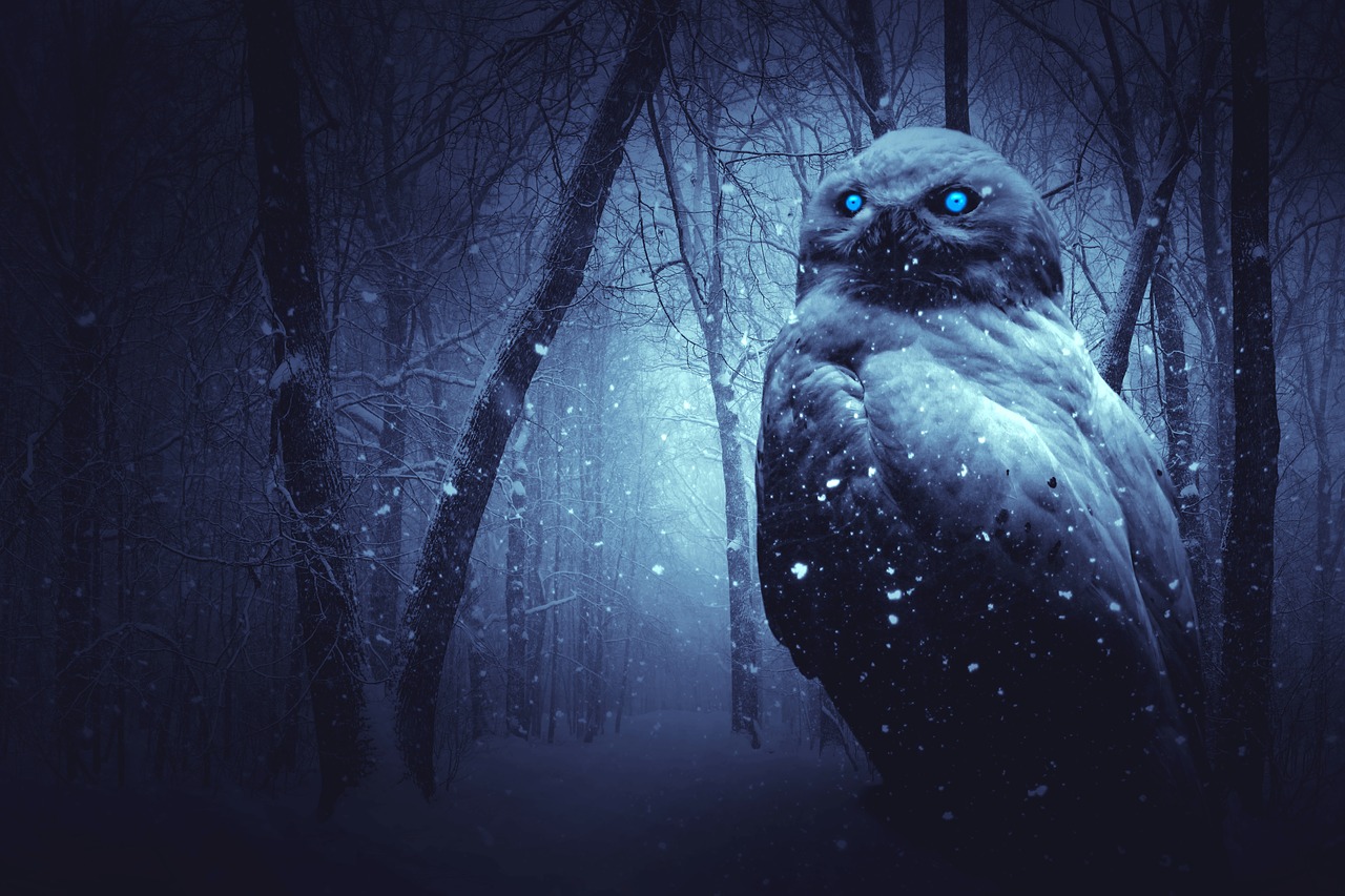 owl snow forest free photo