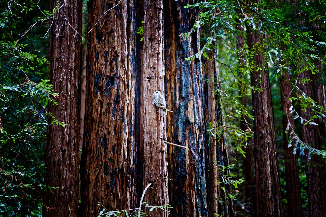 owl forest trees free photo