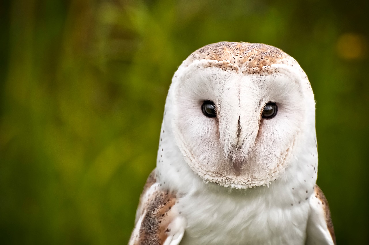 owl bird wildlife free photo