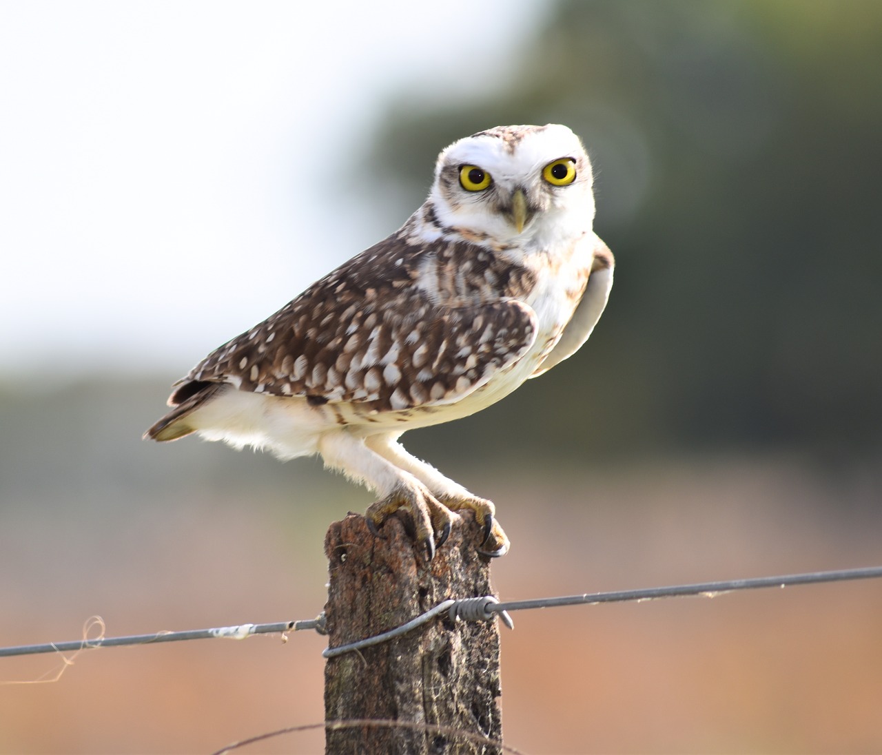 owl bird animal free photo