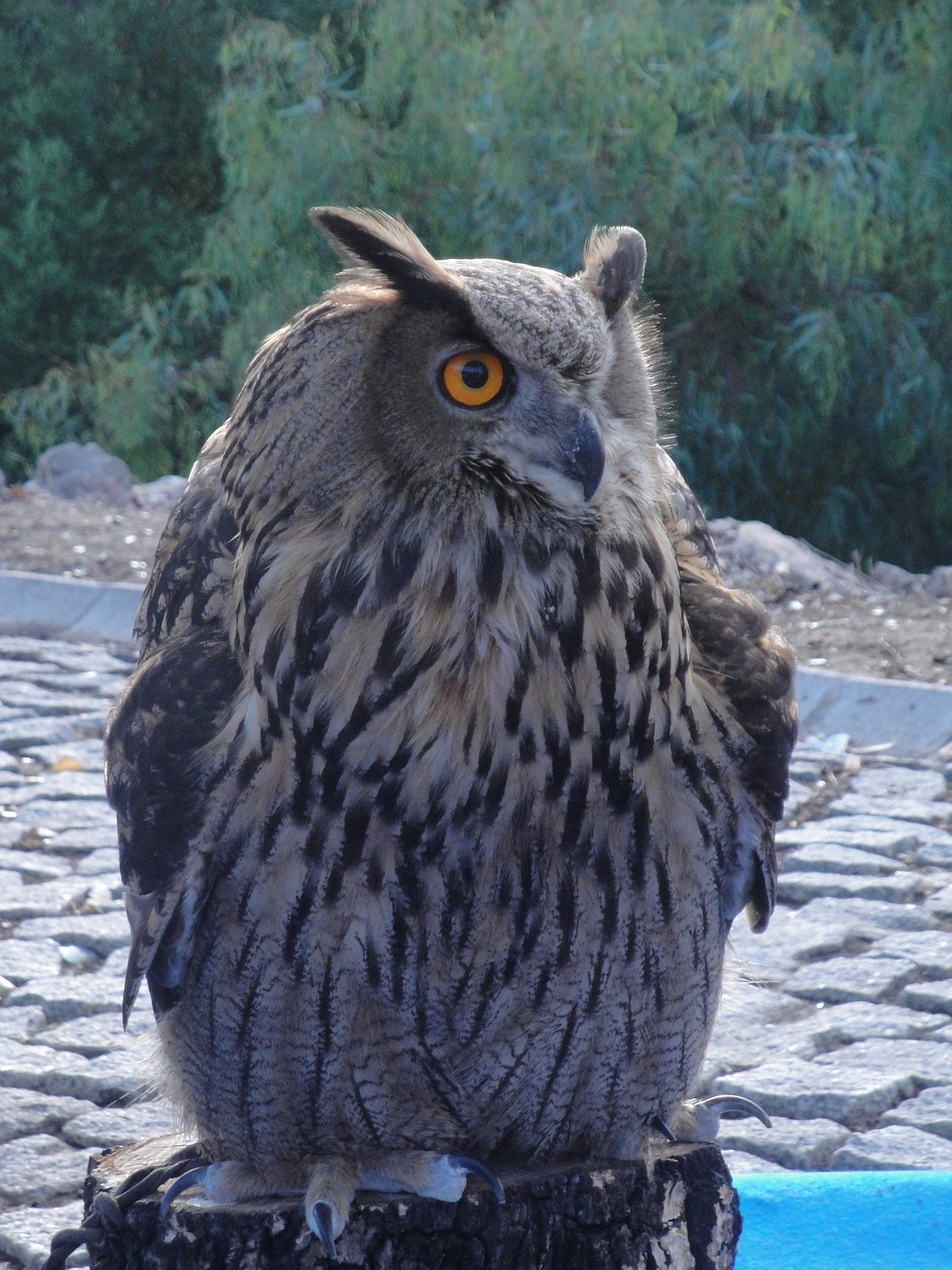 owl eagle owl ave free photo