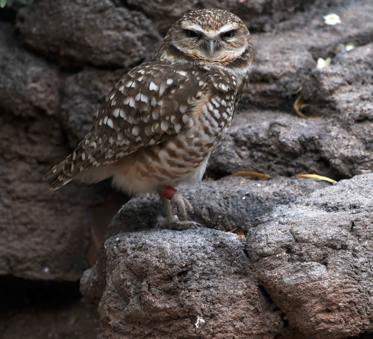 owl bird wildlife free photo