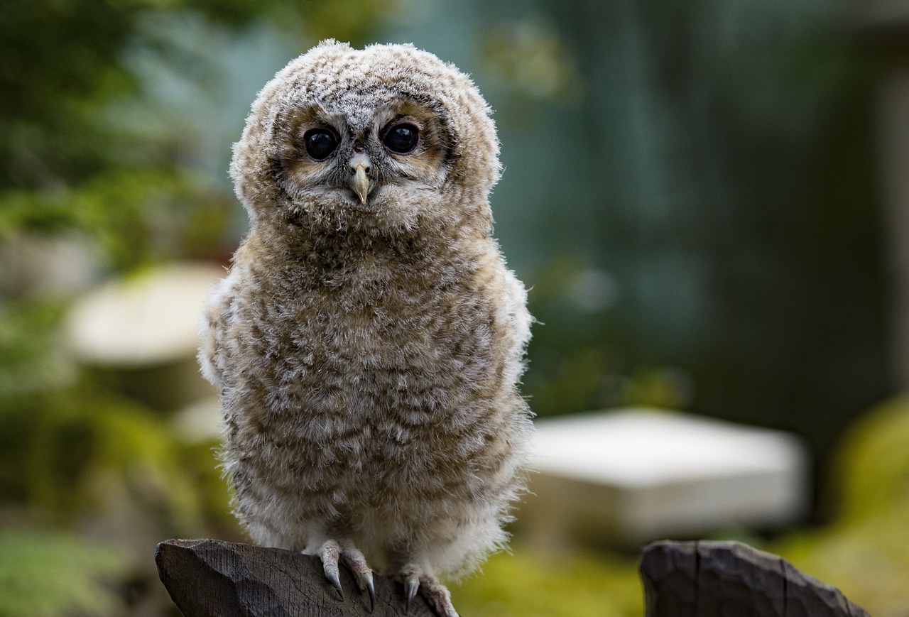 owl eagle owl bird free photo