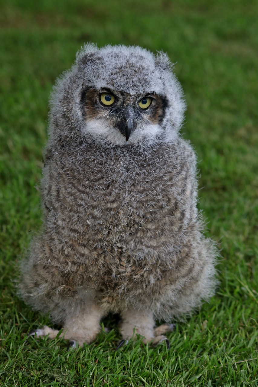 owl fluffy baby owl free photo