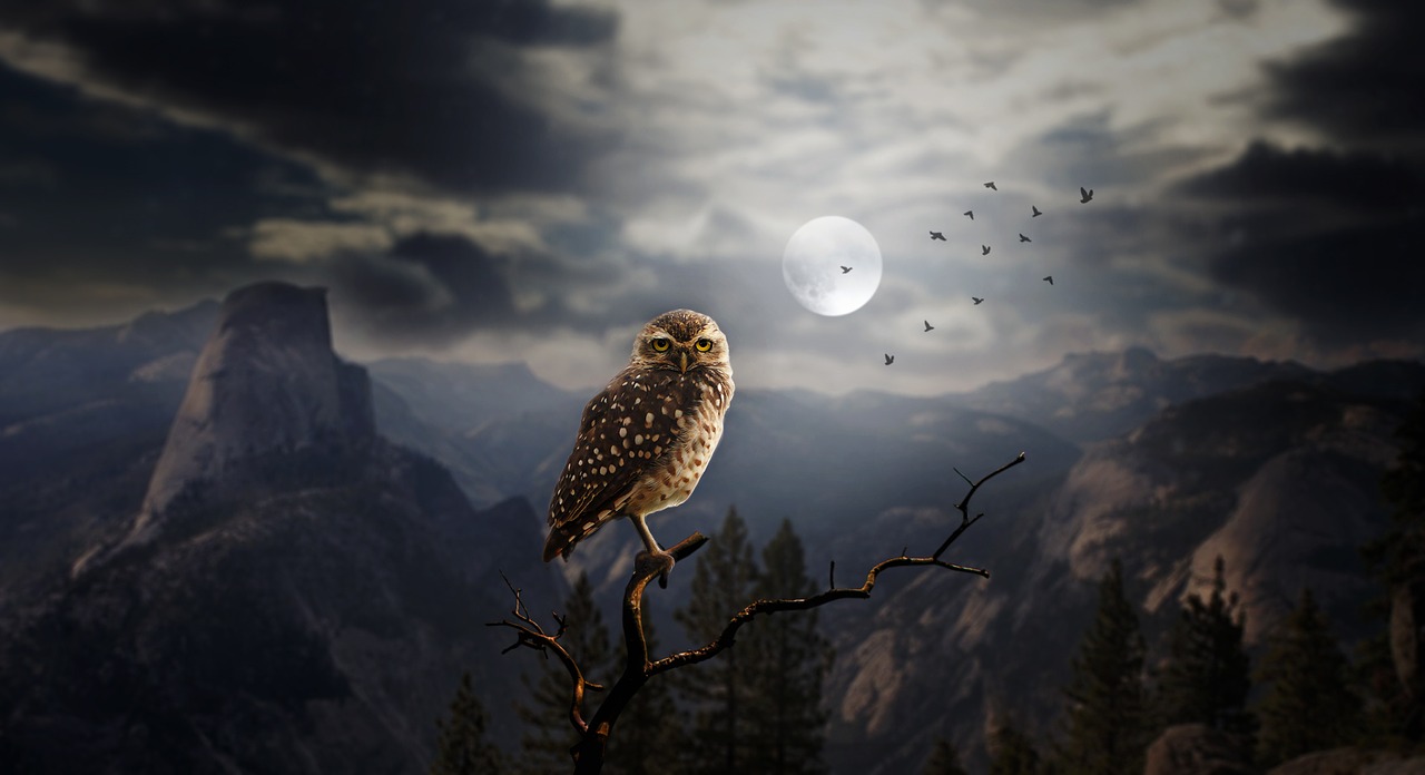 owl night moon free photo