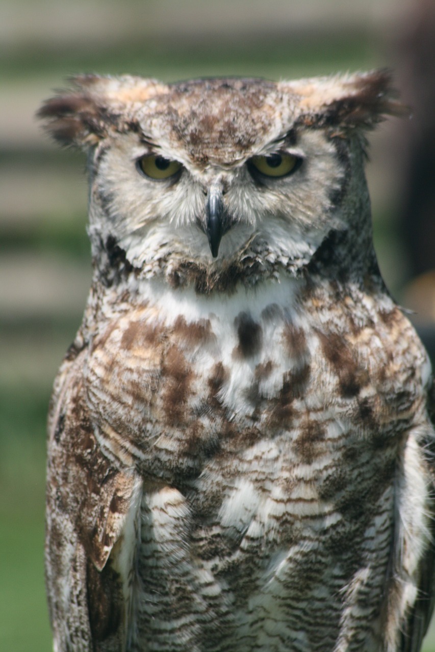 owl feather falconer free photo